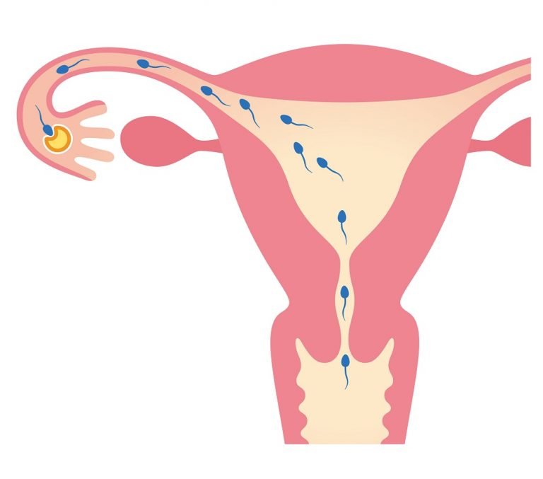 Progesteron Was Bewirkt Es Bei Schwangerschaft Und Kinderwunsch
